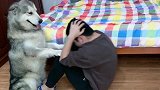 养狗千日，用狗一时，画面太温馨了！