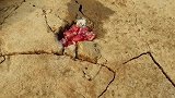 路过旱地发现地面裂痕蹊跷，放上鸡蛋和石榴，跳出小鱼来
