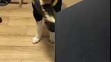 二哈：我先拆鞋子，过几天再拆家！