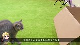 小猫看见了新成员，生气的全身炸了毛，这还能做朋友吗