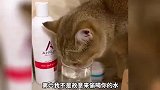 猫咪最想说的心里话，你知道是什么吗？