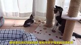 母亲放纵孩子挑战自己，这只猫太懂教育了