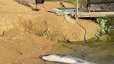 水库里的大青鱼都饿坏了，居然跑到岸边来找我乞讨食物，真可怜啊