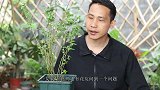 蓝莓上盆后久久不服盆，还掉叶片？谨记好5招，“立马”恢复健壮