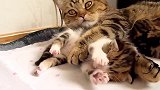 软萌萌的小猫咪上线，这可爱的小表情，真好玩！