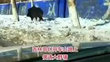 一哥们儿为了拍野猪，四个圈剩俩圈