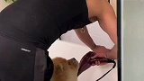 风轻轻吹拂这心爱的萌宠