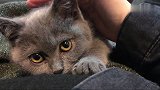 三个月大的小猫撒娇卖萌失败，大大的眼睛看着楚楚可怜