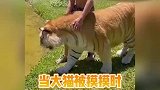 原来大猫被摸摸时，也喜欢翘脚脚呀