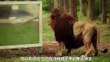 狮王照镜子，以为入侵者来了，虚惊了一场