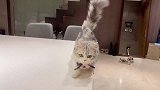每次快到饭点，猫猫就在餐桌上巡视，真把自己当大爷了