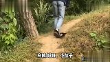 小鸟挑衅路人，场面太搞笑了