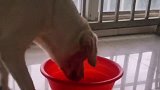 狗子的搞笑操作，这狗多少有点二哈的基因！