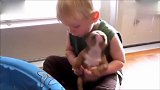 萌萌的斗牛犬太可爱了，萌娃强吻萌宠但是萌宠却是一脸懵逼