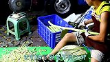 紫皮甘蔗和绿皮甘蔗之间，到底有什么区别？