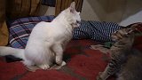 狸花猫和白猫经常争地盘，谈不拢只能靠武力解决，场面太逗了