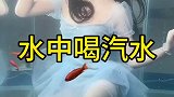 美女真是厉害，水上表演潜水