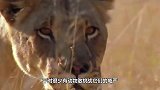 角马被狮子咬住喉咙，凭毅力站起，绝地反击将狮子干跑