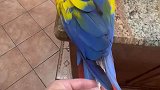 鹦鹉吃了自己尾部羽毛蜕下的壳，差点以为是根塑料吸管