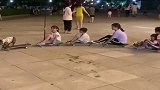 这狗狗真优秀，玩滑板比大人都溜，不送去社团可惜了！