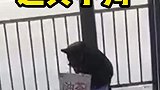 随手拍下迎宾小狗，生活不易，狗狗卖艺