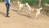 战神中亚猎狼犬，跑了几十公里约架，两只狗谈情说爱起来了