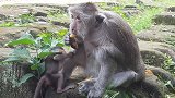 为什么新生儿的猴妈妈特别会喜欢一只？多么可爱的新生儿
