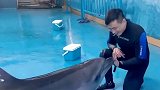 水族馆饲养员与白鲸玩耍被戏弄，秒变大型翻车现场，友谊的小船说