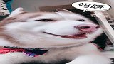 哈士奇和小姐姐唠嗑，这一句一句的，莫不是成精了