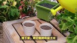 袖珍椰子的养殖方法和注意事项