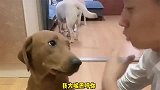 小迷糊太叛逆，竟敢咬亲妹妹，姥爷大喊“相煎何太急”！