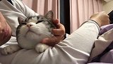 小猫咪趴在主人手臂上让主人挠痒痒，还偷偷亲了主人一口，好暖呀