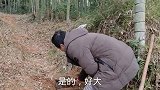 冬笋好吃却难挖，牛人教大家这样看竹辩冬笋，一个接一个挖到手软