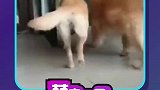 哈哈哈这肯定不是亲妈亲爹