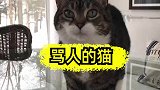 这猫太聪明了，我都斗不过它了