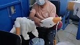 鸭子生产过程，涨见识了