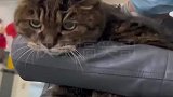 女子宠物医院遇23岁猫咪，面对众人惊讶围观一脸淡定