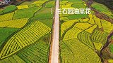 最新航拍：衡阳县这片油菜花海曾上过央视，再不来，等明年！