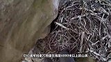鸭鸭在20多楼的阳台上安家，孵出一窝鸭宝宝，户主的行为超暖心