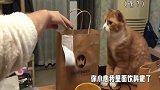 这只猫咪太有意思了，对待男主人和女主人的态度太明显，啥地位啊