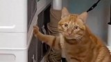 猫咪偷吃被发现，思考怎么来狡辩