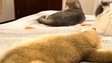 三猫行必有一猫多余！