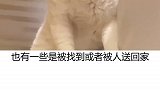 剪刀大法找猫 管用吗？是真心被猫咪听到了？还是幸存者偏差？