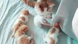 猫：铲屎的给我照顾下孩子，我要出去转转！