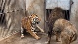 狮子和老虎打架，画面看起来太凶残了，不愧是顶级猛兽啊！