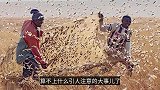 大批蝗虫再次袭击南亚，泛滥成灾，印度的应对方法让人好奇