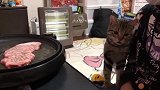 乐生活：小花猫想吃美味烤肉，哈哈