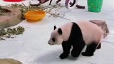 暖暖努力适应目前的生活，异乡奶爸时常的问候却让它思绪万千