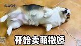 偷吃被关禁闭的狗子，拿来最喜欢的玩具撒娇讨好，就是因为想吃饭