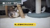 主人记录的家里三只猫咪一天的状态，发现白天黑夜差别太大了！
